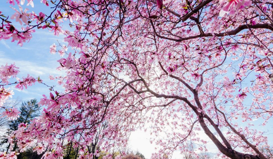 Les magnifiques magnolias de Montréal sont en fleurs: voici où les trouver