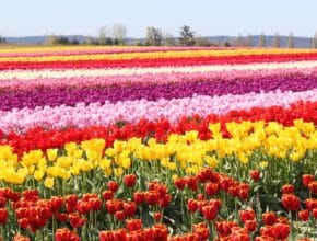 Les champs de tulipes ouvrent leurs portes pour la saison à Montréal !