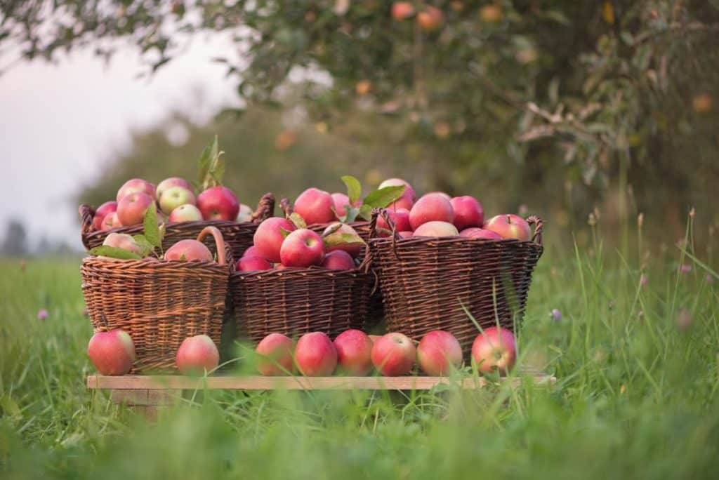 Faites la cueillette des pommes dans un magnifique verger tout près de Montréal