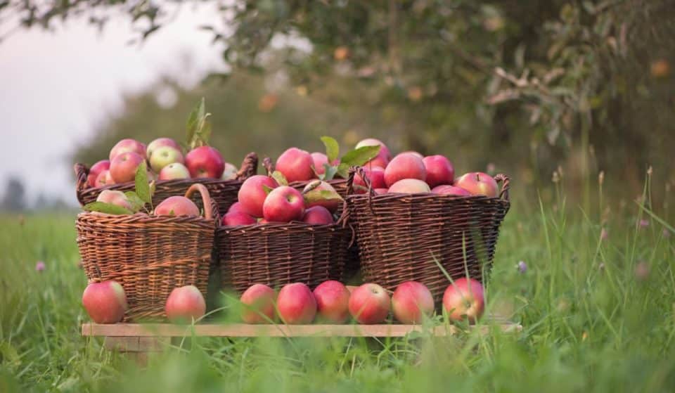 Faites la cueillette des pommes dans un magnifique verger tout près de Montréal