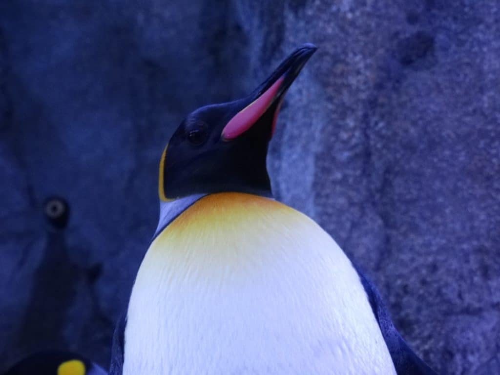 Primo piano di un pinguino allo zoo in Canada