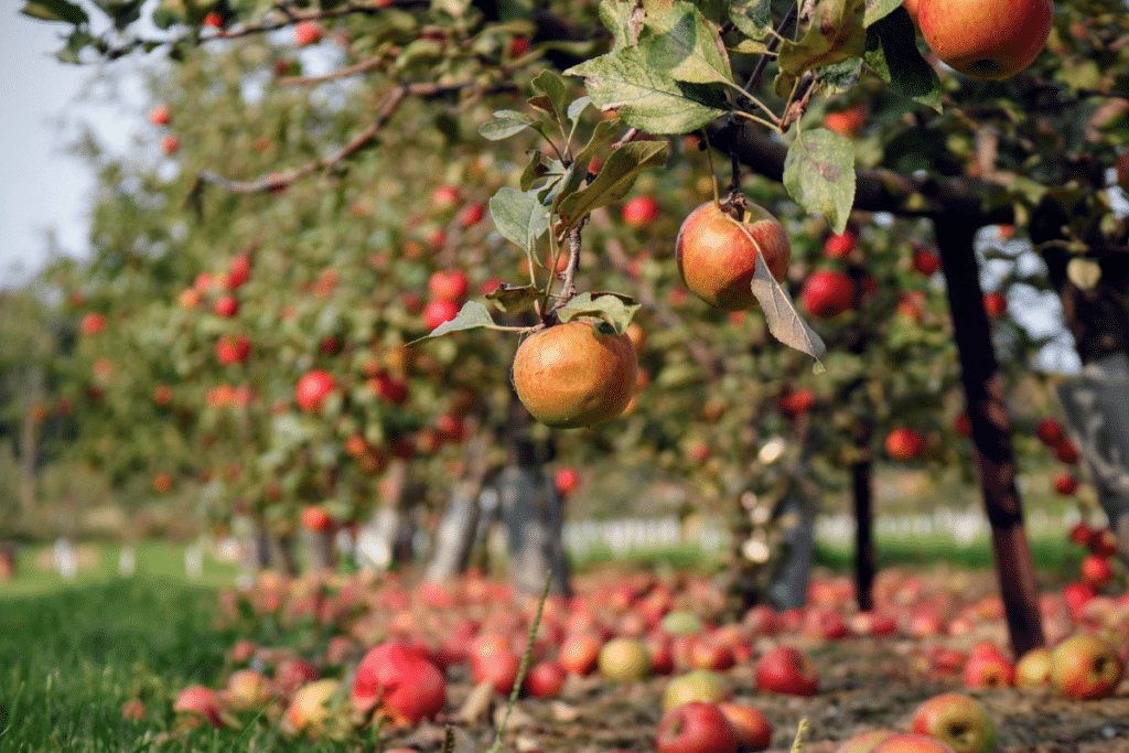 Voici les 10 meilleurs endroits pour aller cueillir des pommes autour de Montréal cet automne