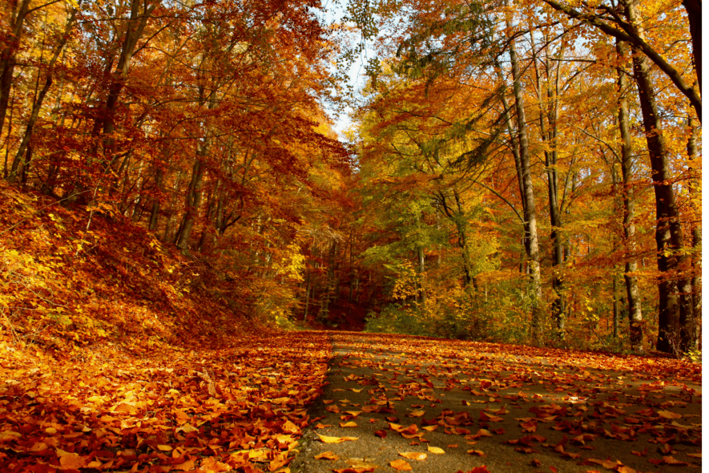 Voici les 7 plus belles forêts proches de Montréal où se balader en automne