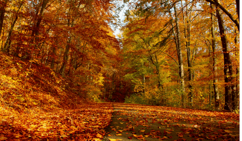 Voici les 7 plus belles forêts proches de Montréal où se balader en automne