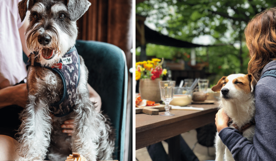 Les 10 meilleurs restaurants dog friendly de Montréal à tester avec votre boule de poils